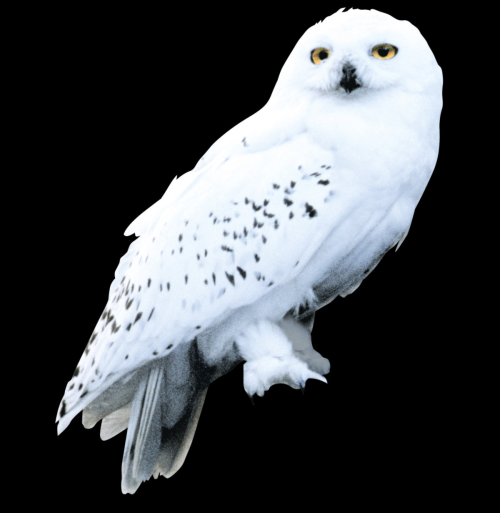 ▷ Hedwig: La Lechuza de ⚡ Harry Potter ⚡ Compra Merchandising